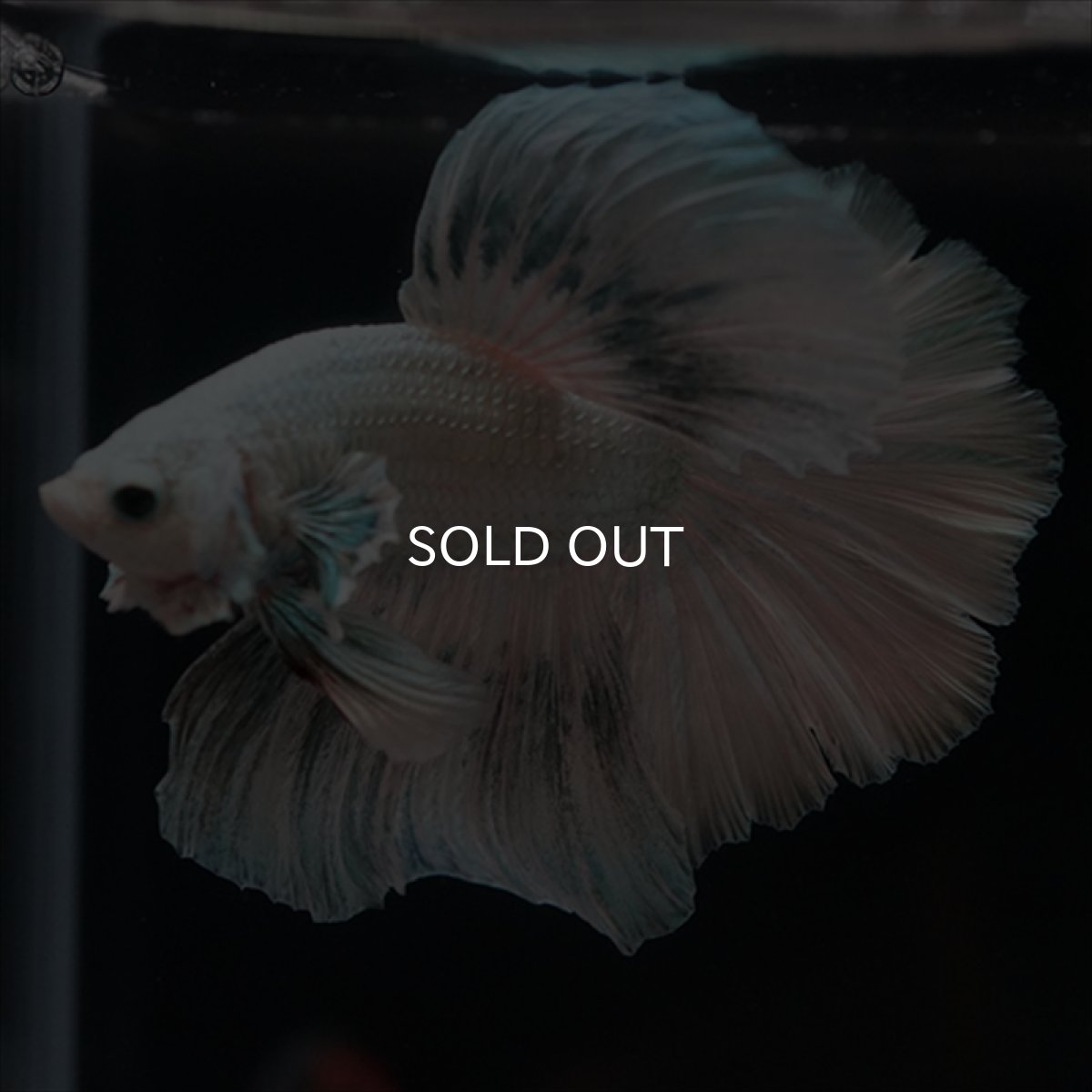 画像11: HM ホワイトカッパー (11)