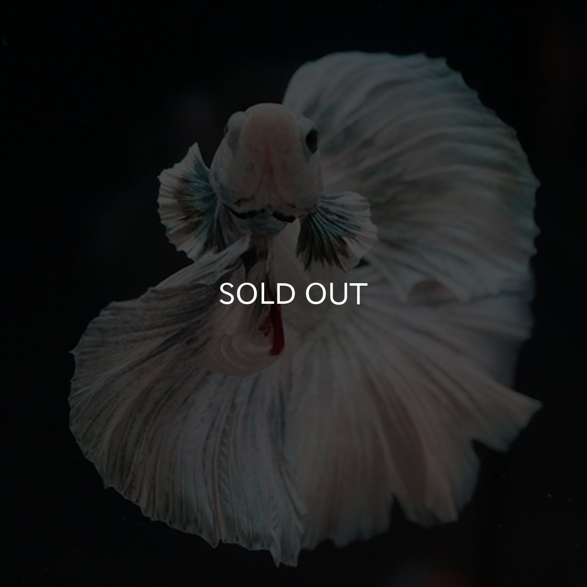 画像5: HM ホワイトカッパー (5)