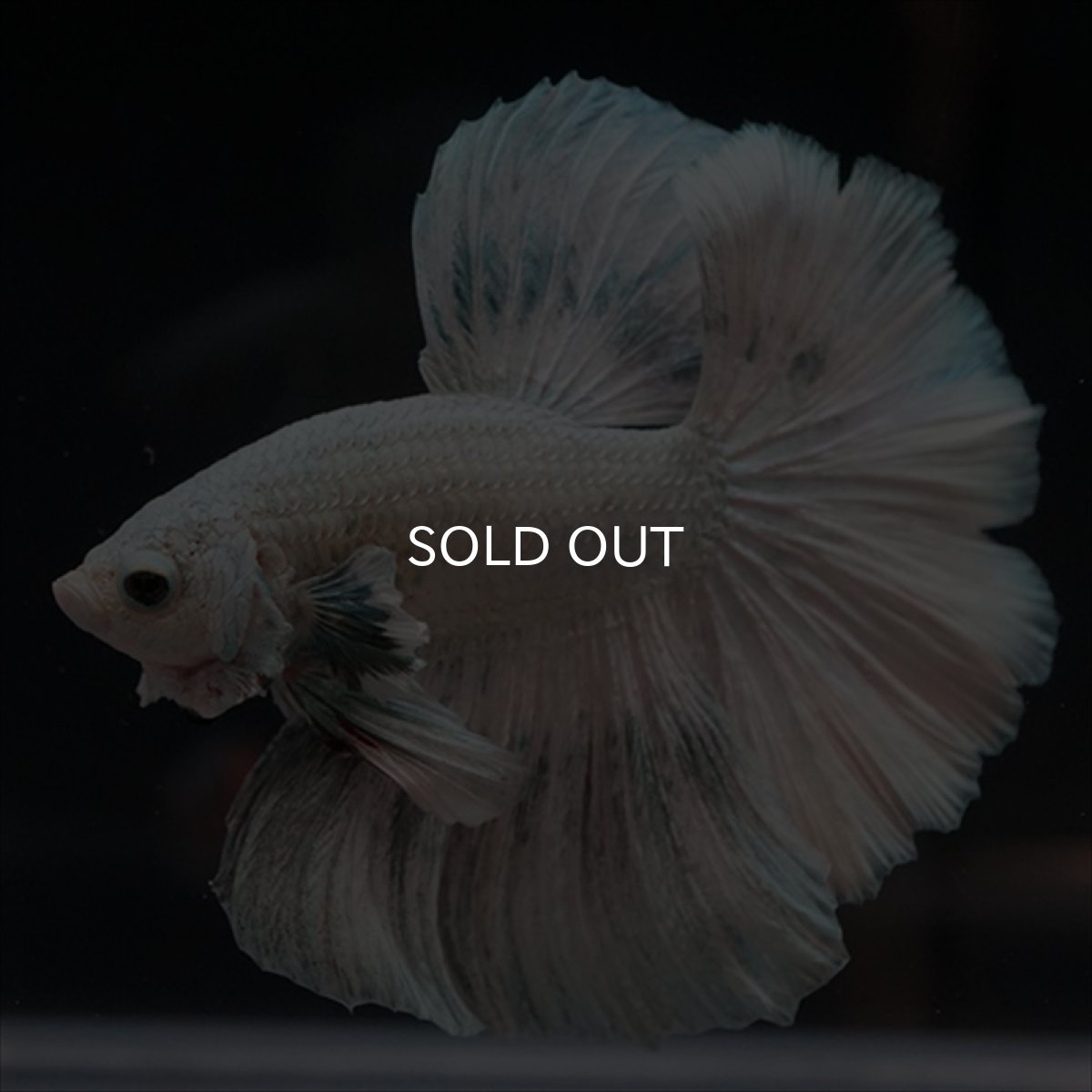 画像6: HM ホワイトカッパー (6)