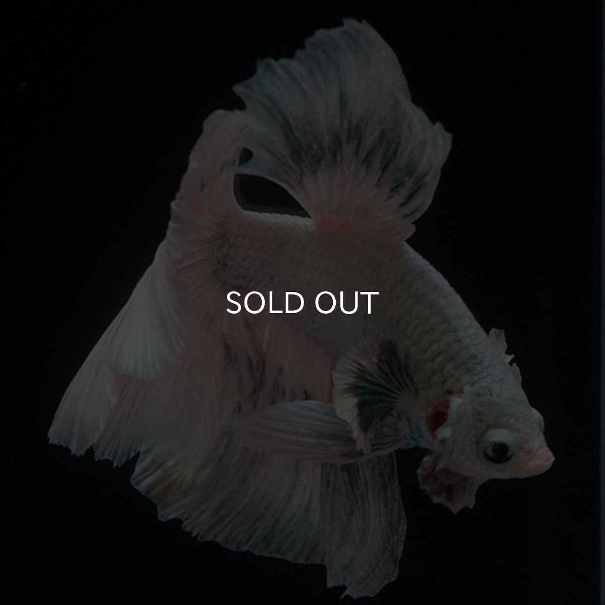 画像3: HM ホワイトカッパー (3)