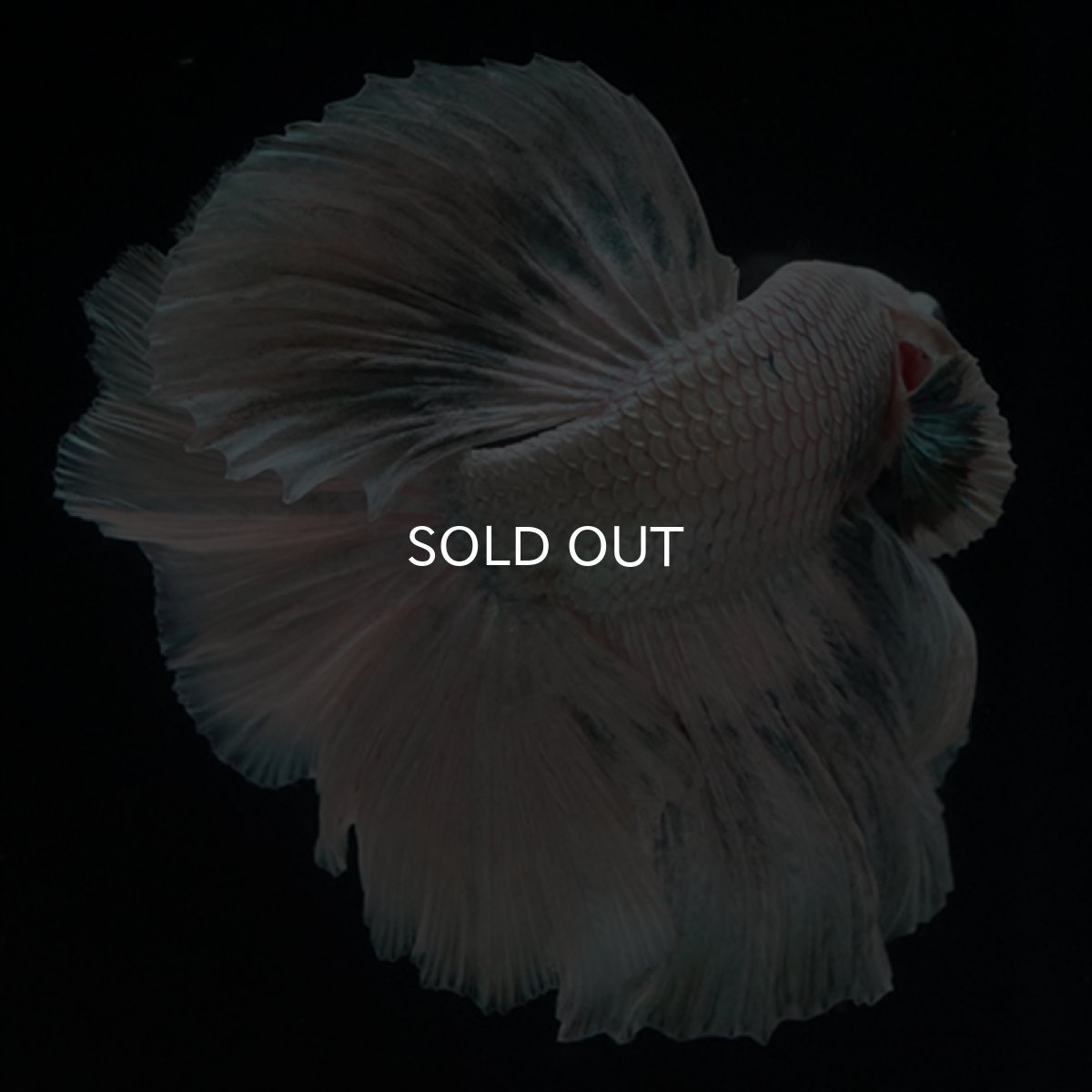 画像4: HM ホワイトカッパー (4)