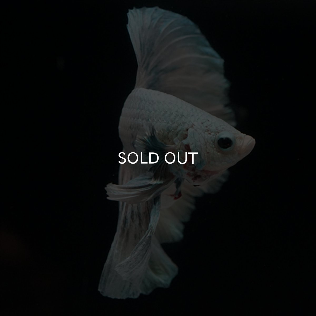 画像10: HM ホワイトカッパー (10)