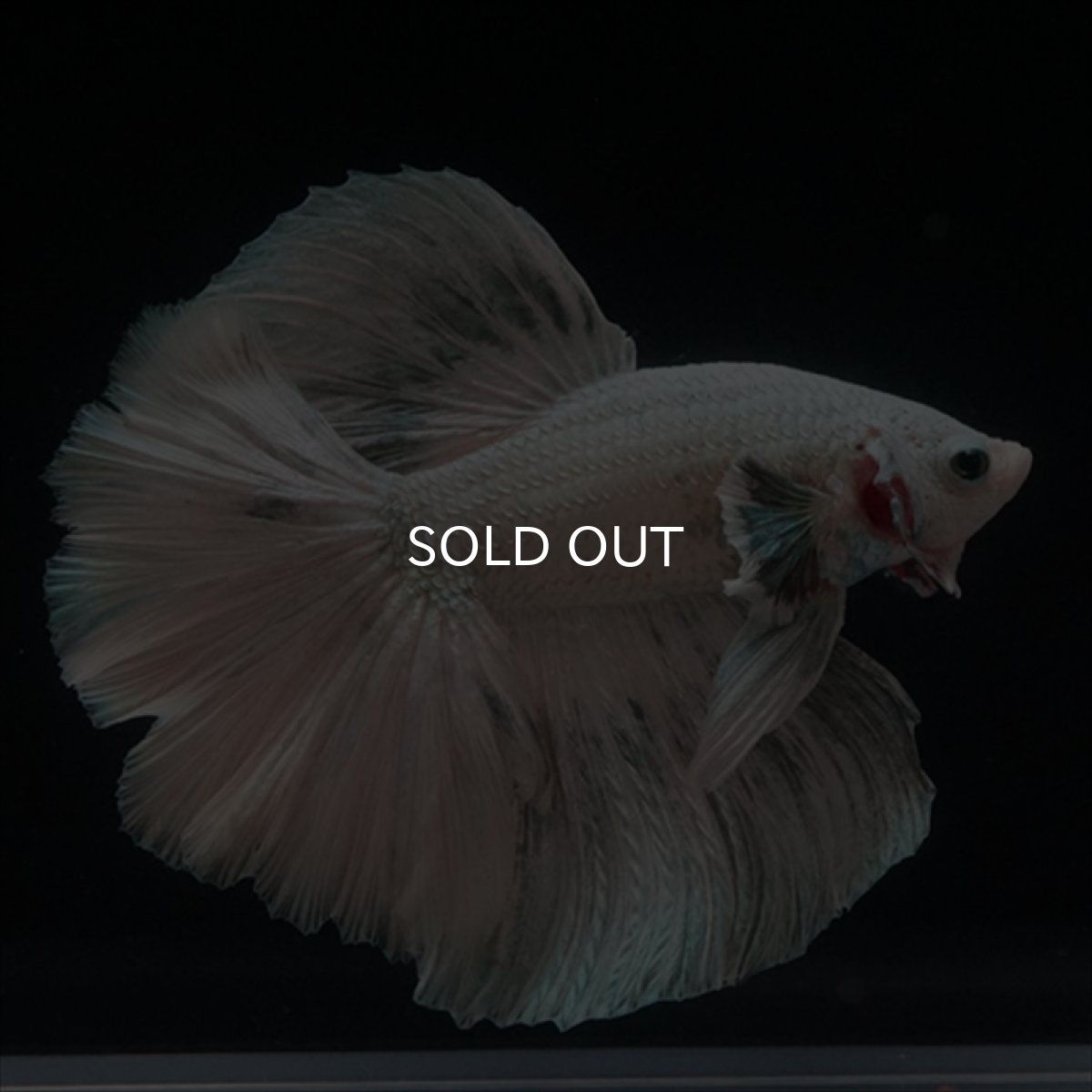 画像9: HM ホワイトカッパー (9)