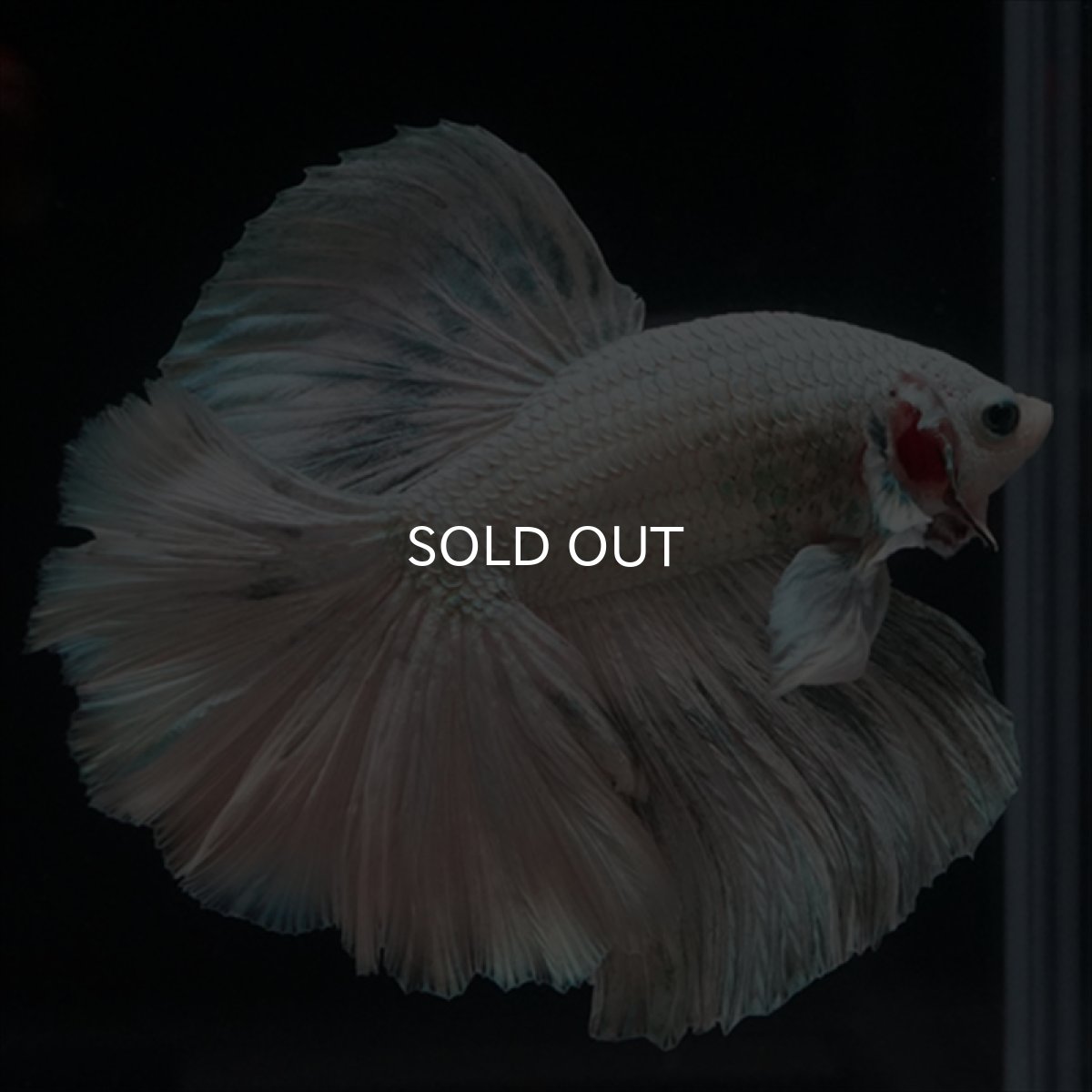 画像8: HM ホワイトカッパー (8)