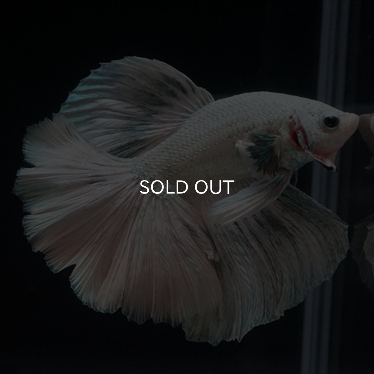 画像7: HM ホワイトカッパー (7)