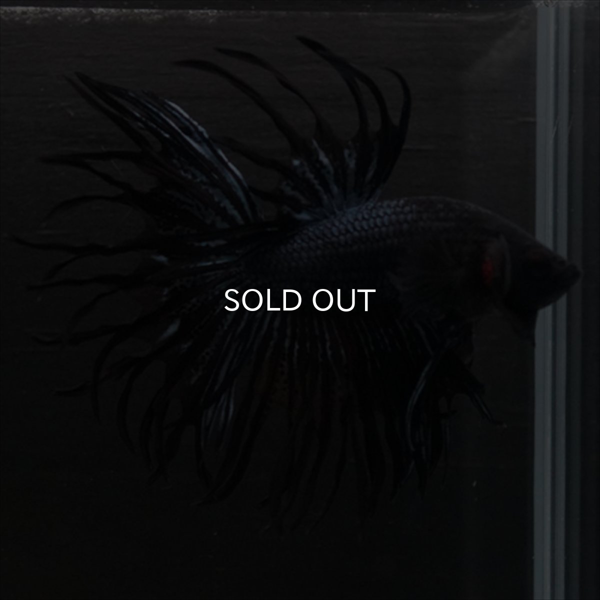 画像2: CT　キングクラウン　ブラックオーキッド (2)