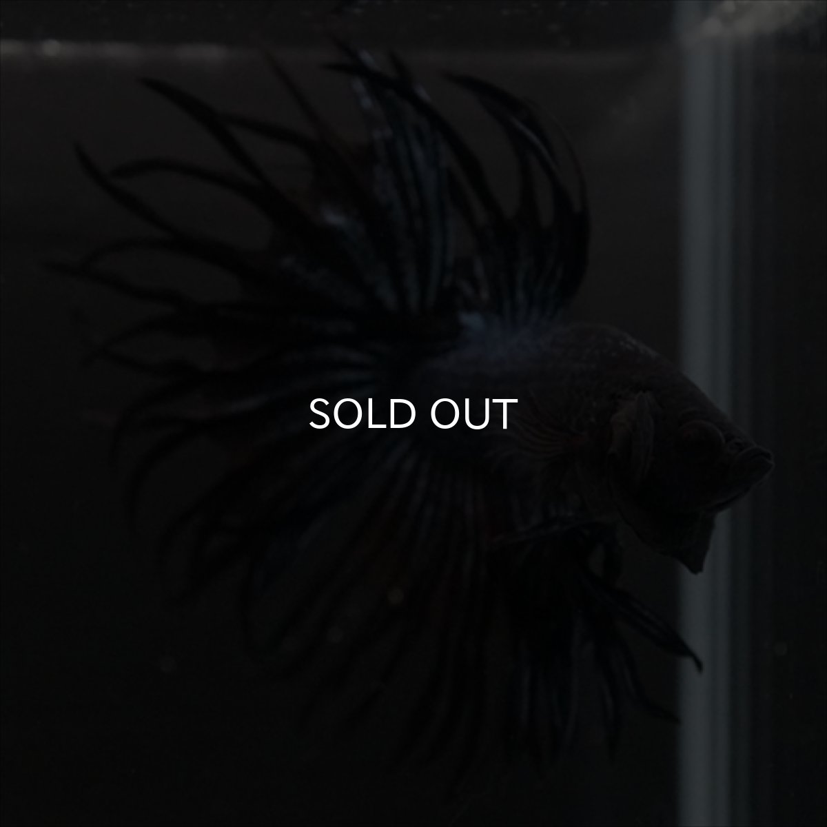 画像3: CT　キングクラウン　ブラックオーキッド (3)