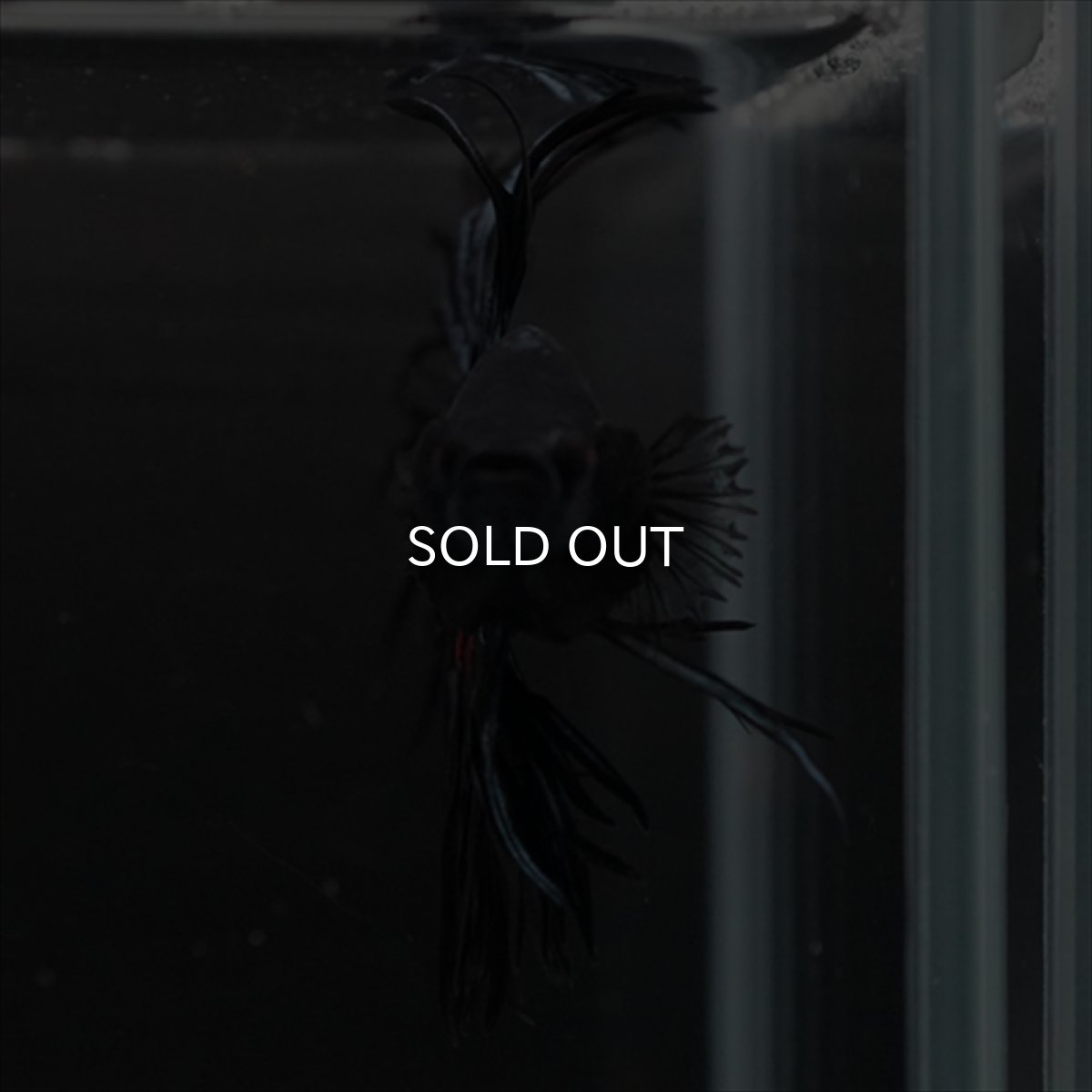 画像4: CT　キングクラウン　ブラックオーキッド (4)