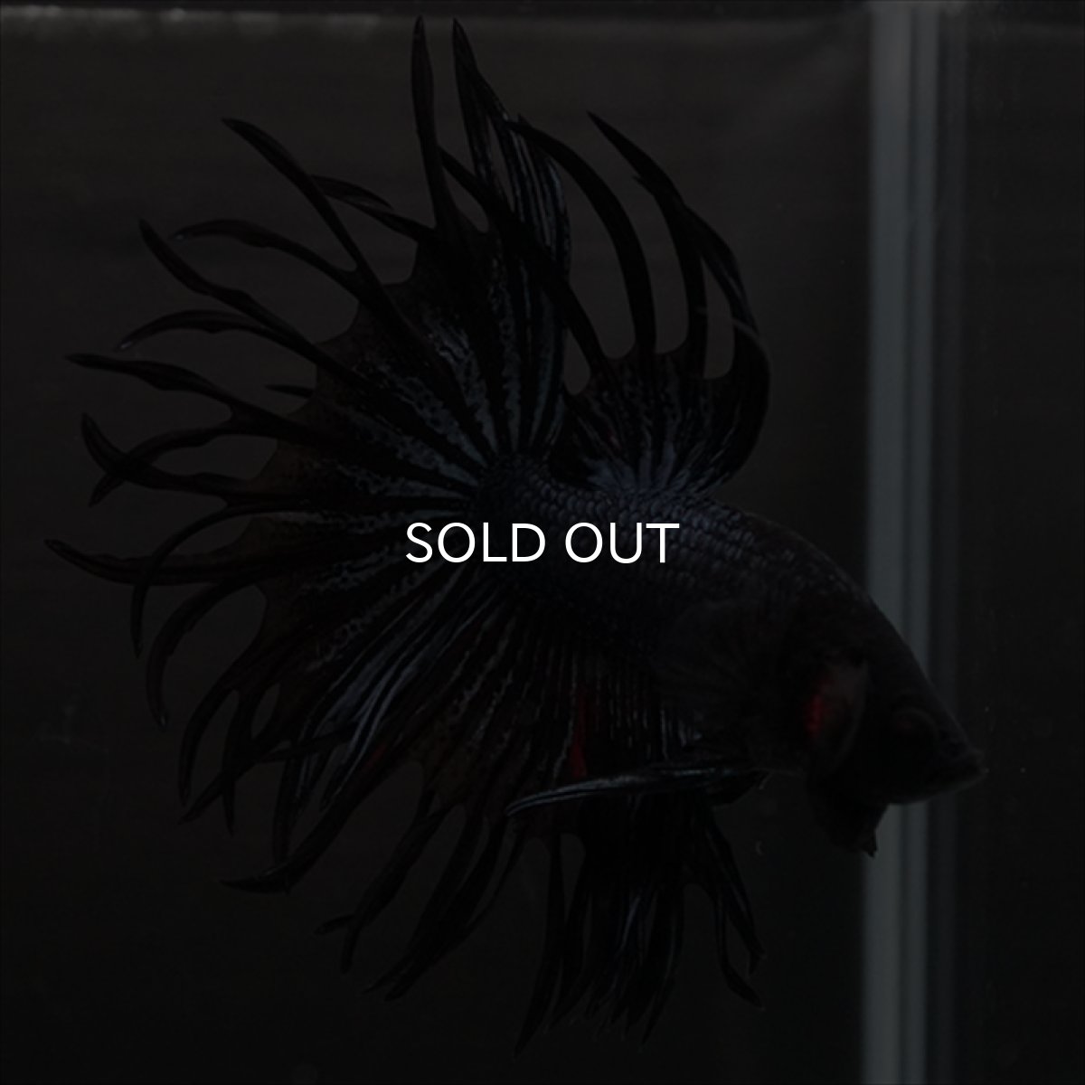 画像5: CT　キングクラウン　ブラックオーキッド (5)