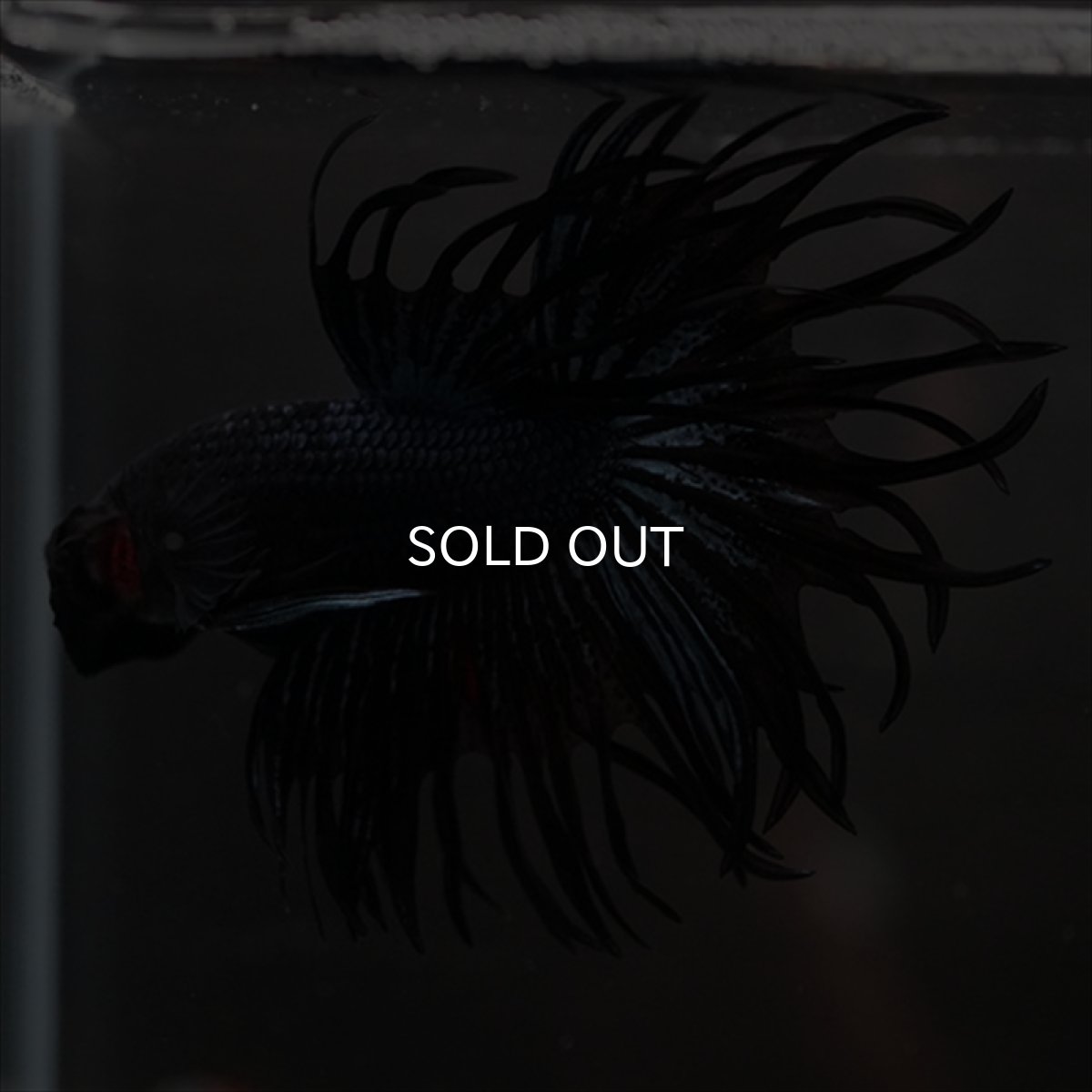 画像6: CT　キングクラウン　ブラックオーキッド (6)