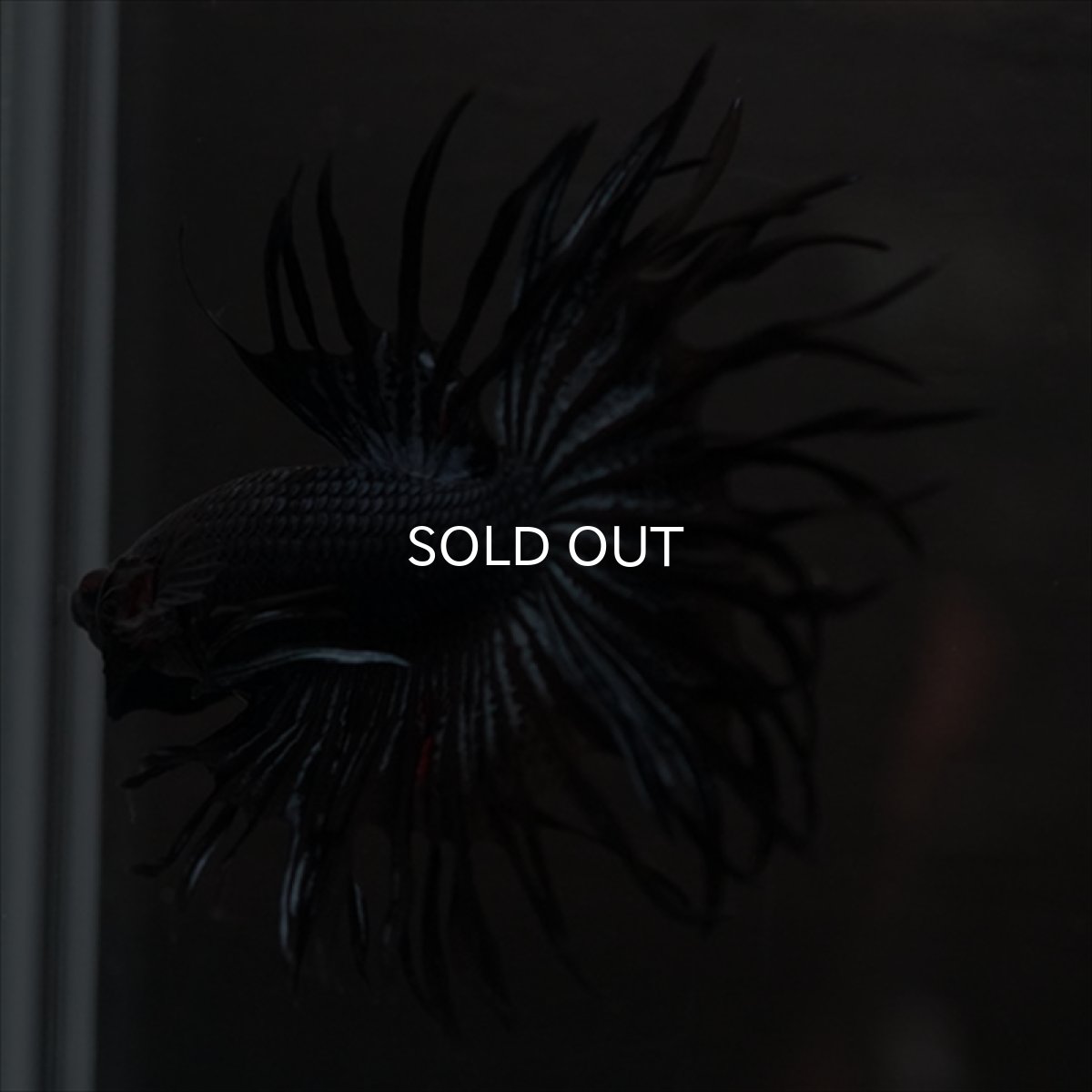 画像7: CT　キングクラウン　ブラックオーキッド (7)