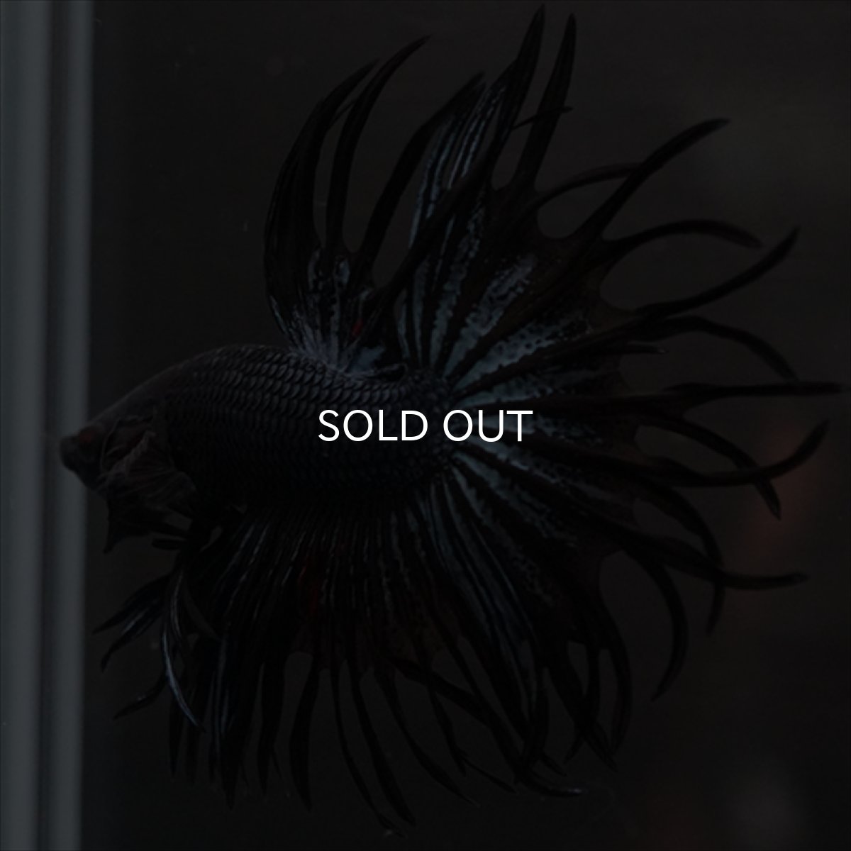 画像9: CT　キングクラウン　ブラックオーキッド (9)