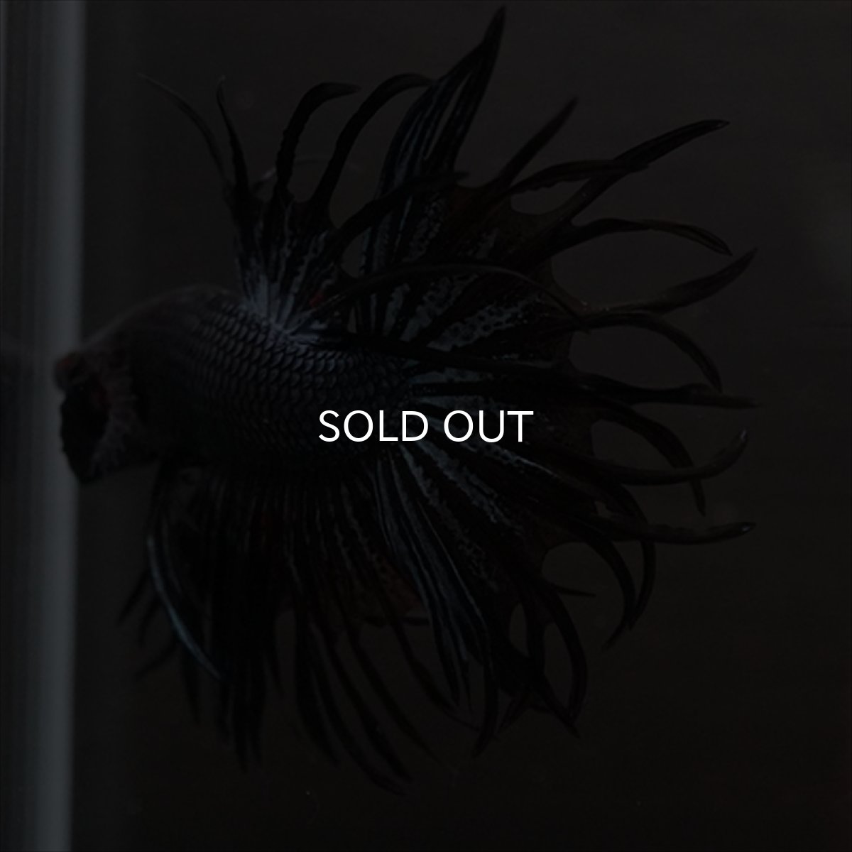 画像8: CT　キングクラウン　ブラックオーキッド (8)