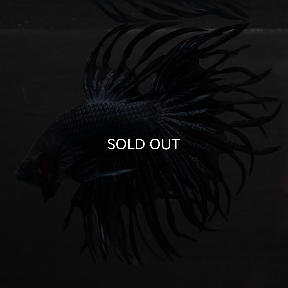 画像10: CT　キングクラウン　ブラックオーキッド (10)