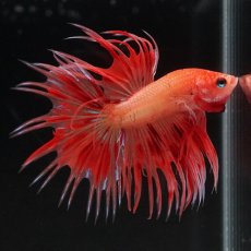 画像6: CT　アルマゲドン (6)
