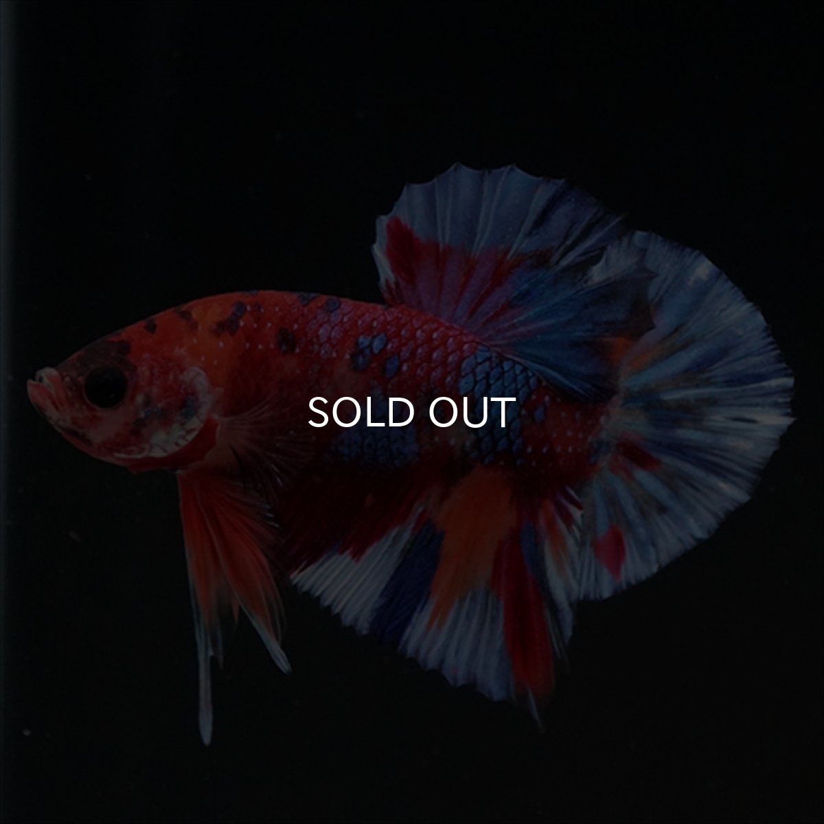 画像7: HMPK　キャンディギャラクシー (7)