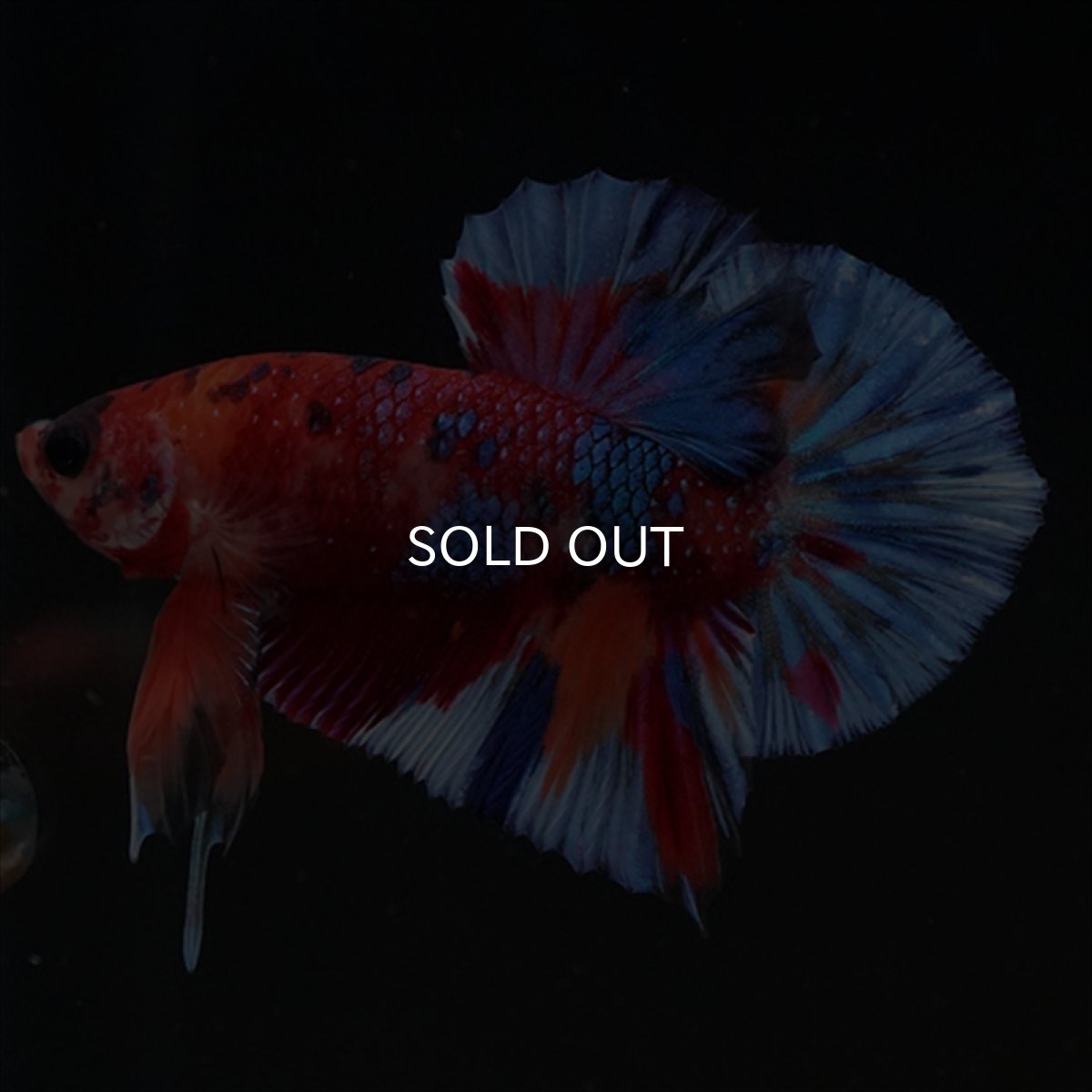 画像6: HMPK　キャンディギャラクシー (6)