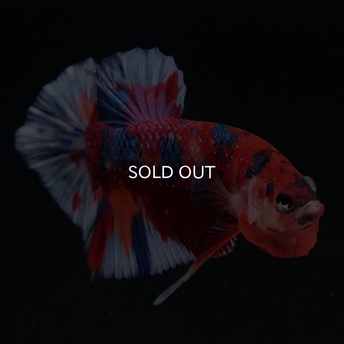 画像5: HMPK　キャンディギャラクシー (5)