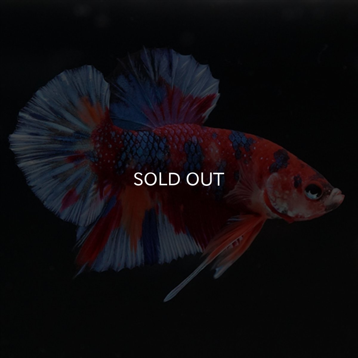 画像2: HMPK　キャンディギャラクシー (2)