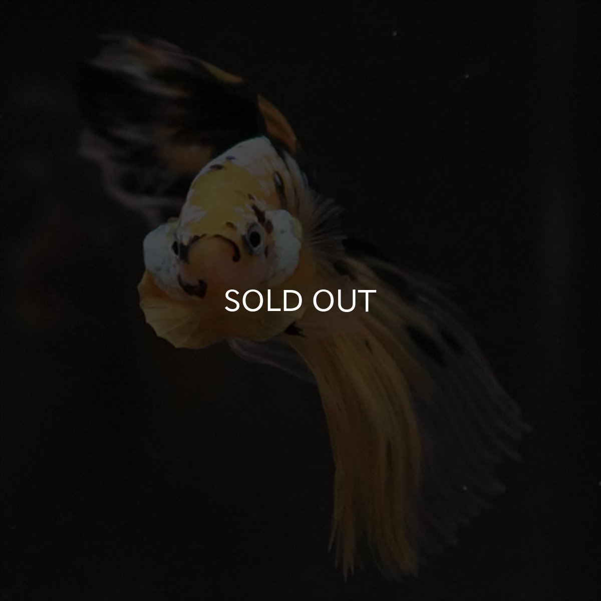 画像16: HM イエロータイガークリアフィン (16)