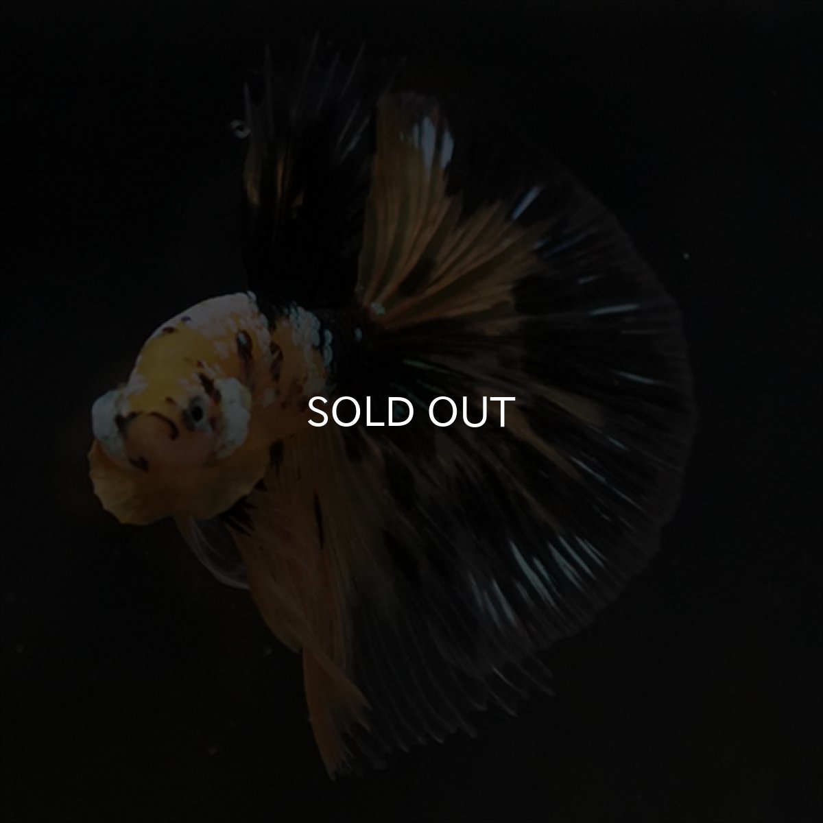 画像3: HM イエロータイガークリアフィン (3)