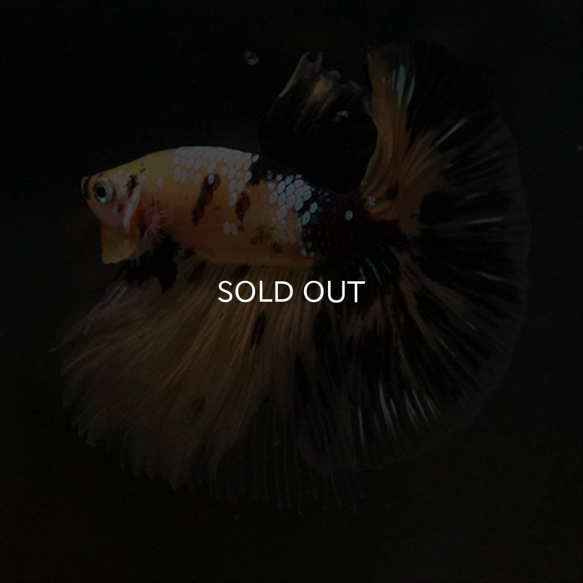 画像14: HM イエロータイガークリアフィン (14)