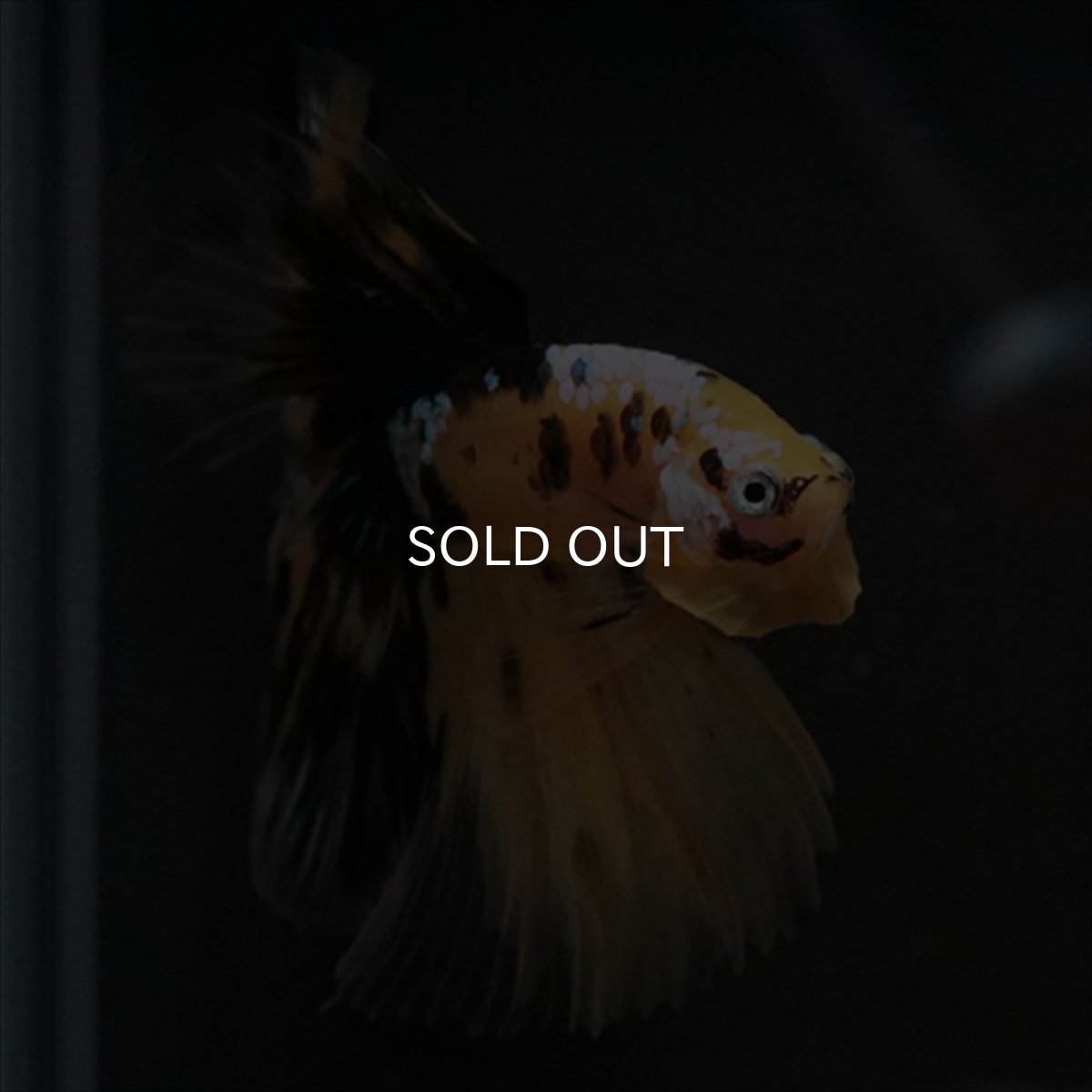 画像13: HM イエロータイガークリアフィン (13)