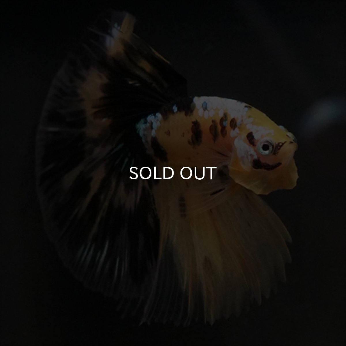 画像12: HM イエロータイガークリアフィン (12)