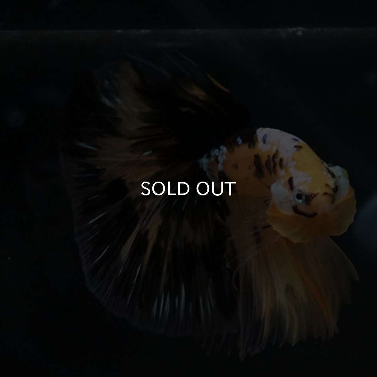 画像11: HM イエロータイガークリアフィン (11)