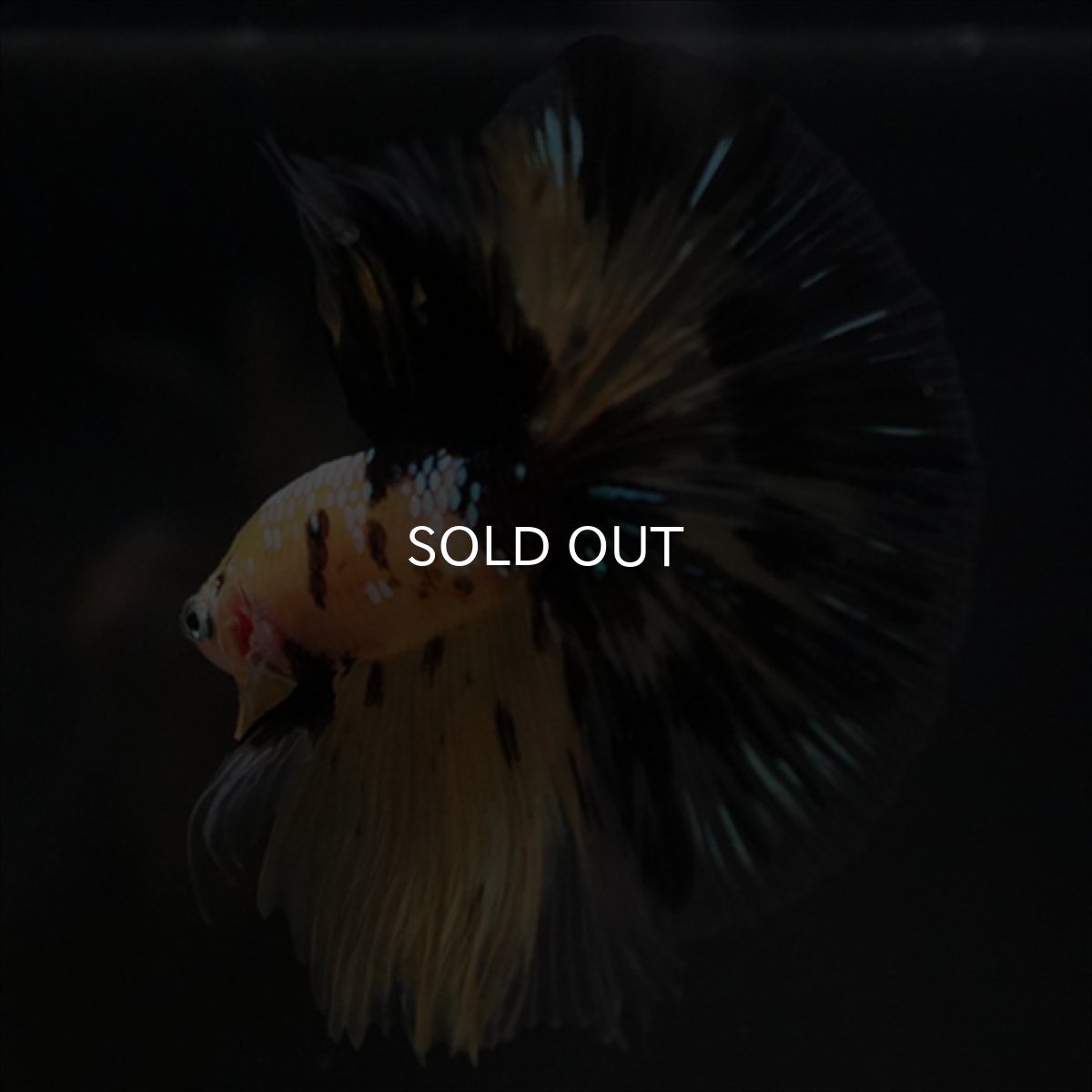 画像10: HM イエロータイガークリアフィン (10)