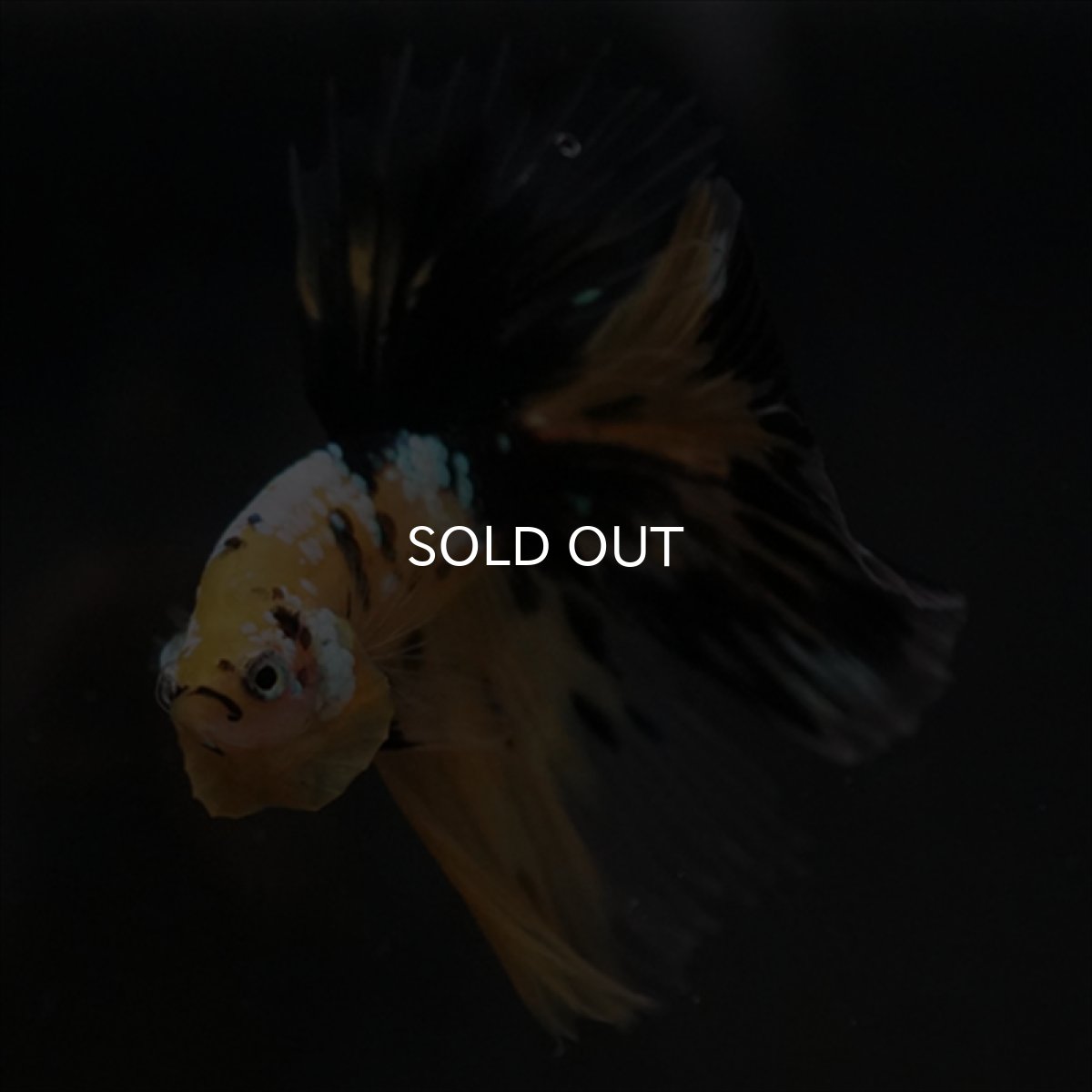 画像9: HM イエロータイガークリアフィン (9)