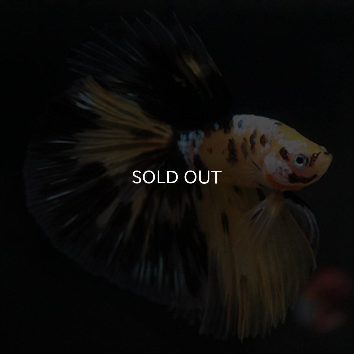 画像8: HM イエロータイガークリアフィン (8)