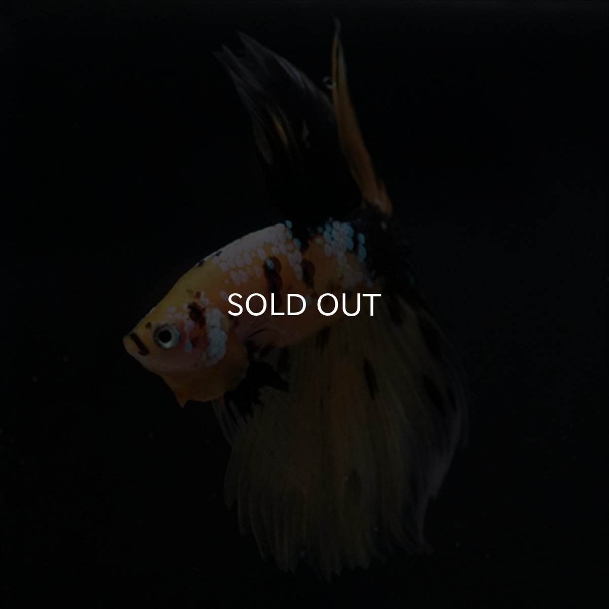 画像7: HM イエロータイガークリアフィン (7)