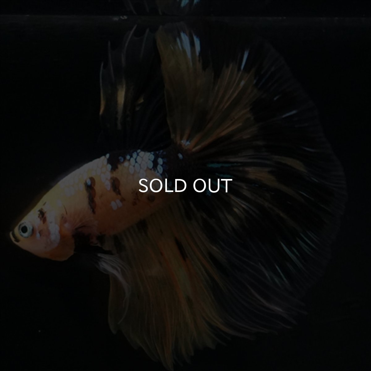 画像6: HM イエロータイガークリアフィン (6)