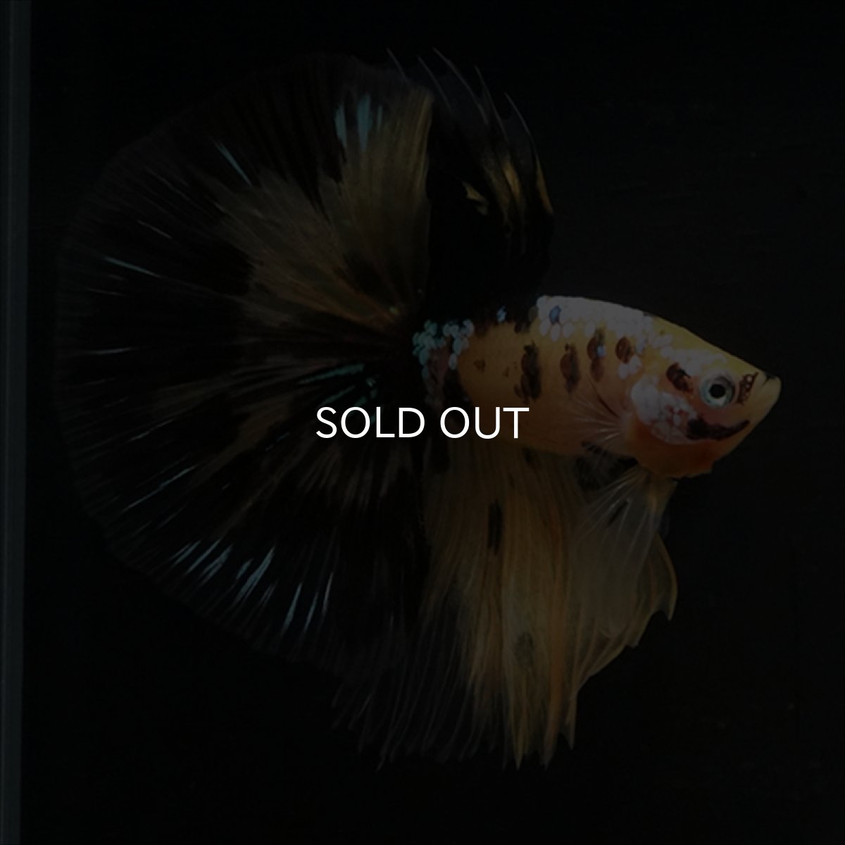 画像2: HM イエロータイガークリアフィン (2)