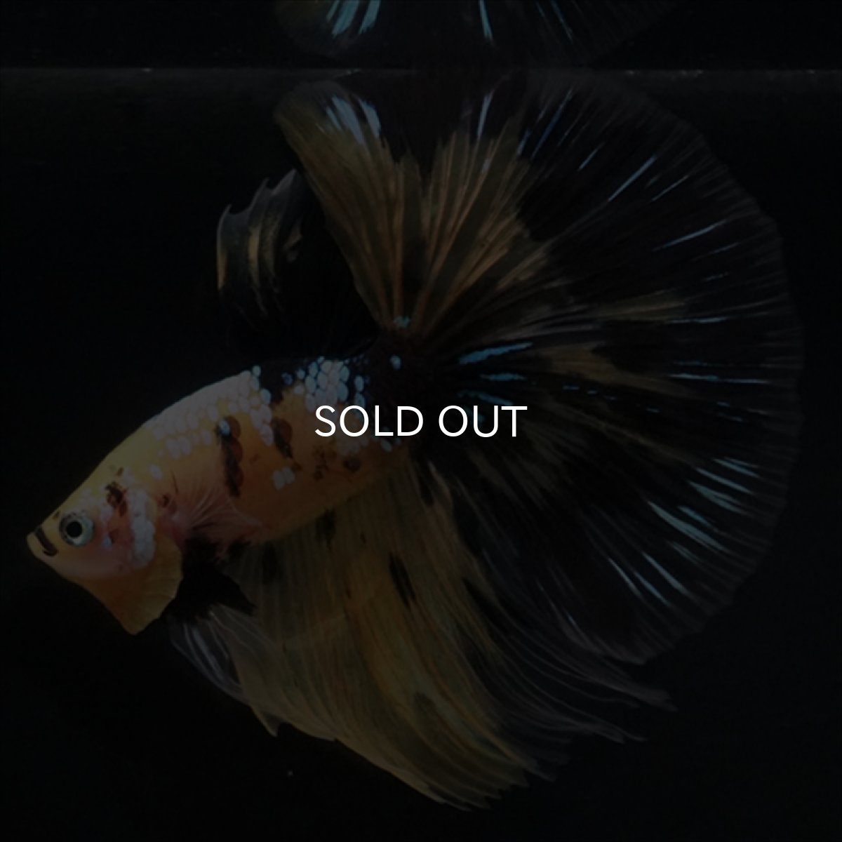 画像5: HM イエロータイガークリアフィン (5)