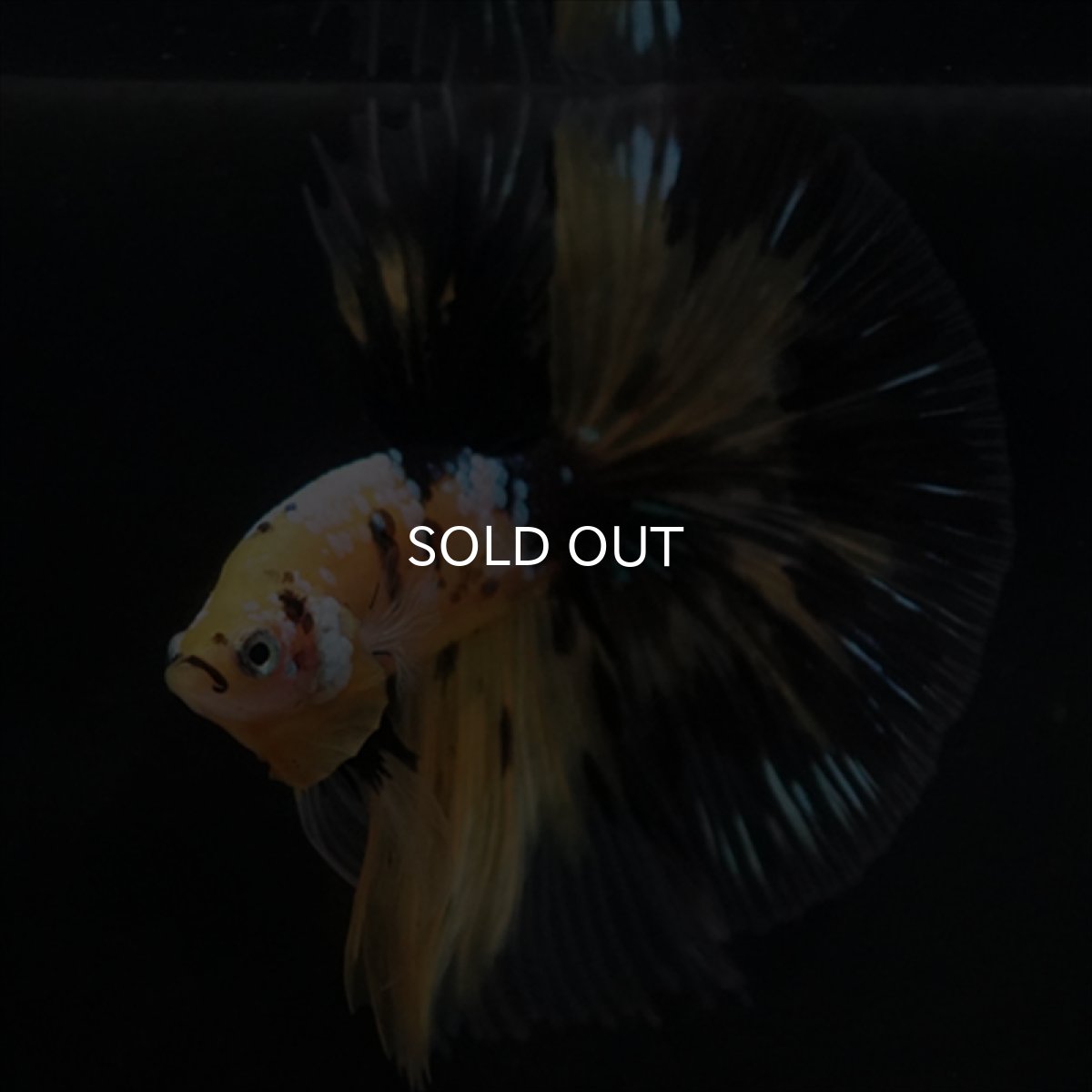 画像4: HM イエロータイガークリアフィン (4)