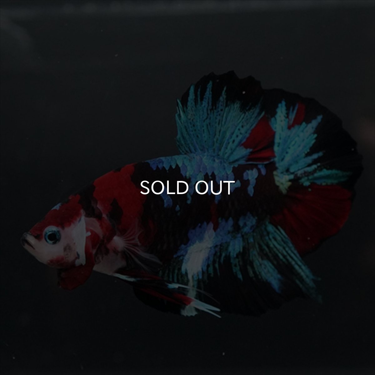 画像12: GHMPK 鯉ギャラクシー (12)