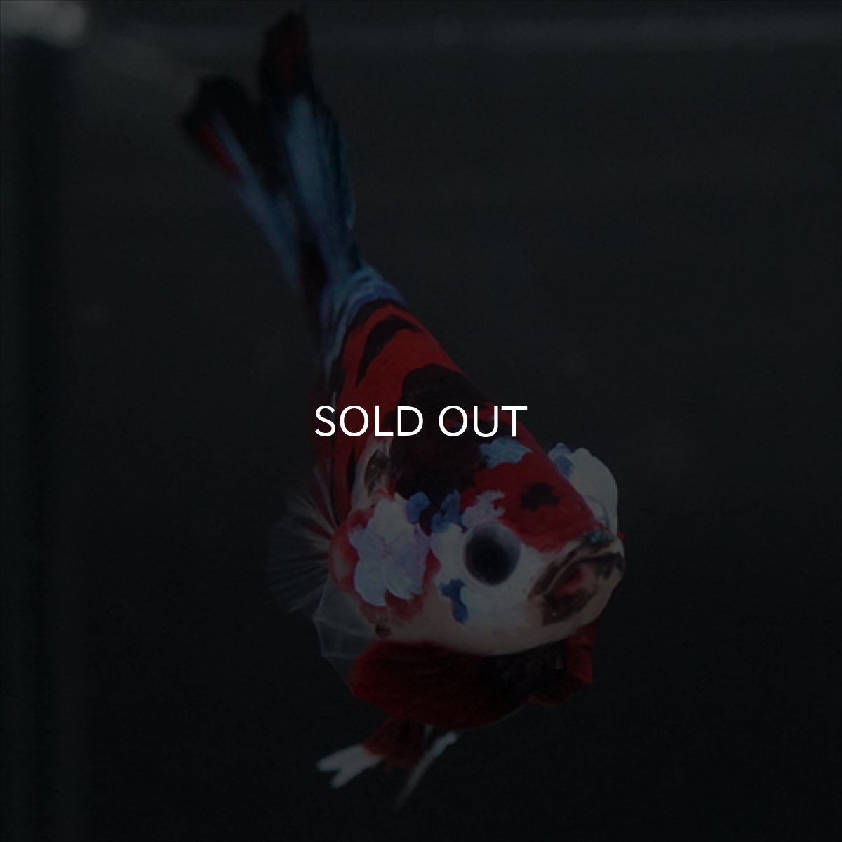 画像11: GHMPK 鯉ギャラクシー (11)