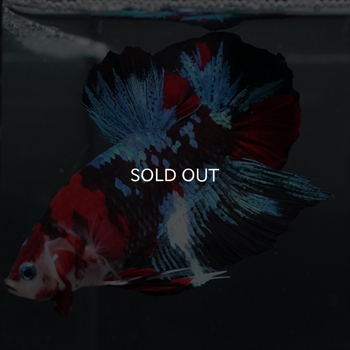 画像2: GHMPK 鯉ギャラクシー (2)