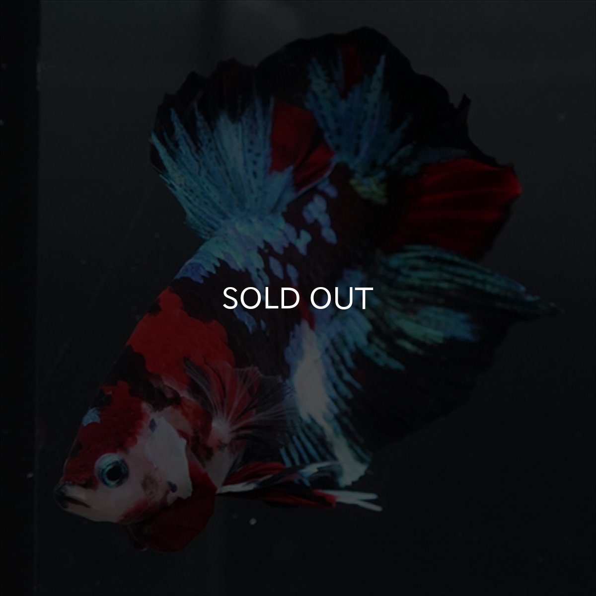 画像10: GHMPK 鯉ギャラクシー (10)