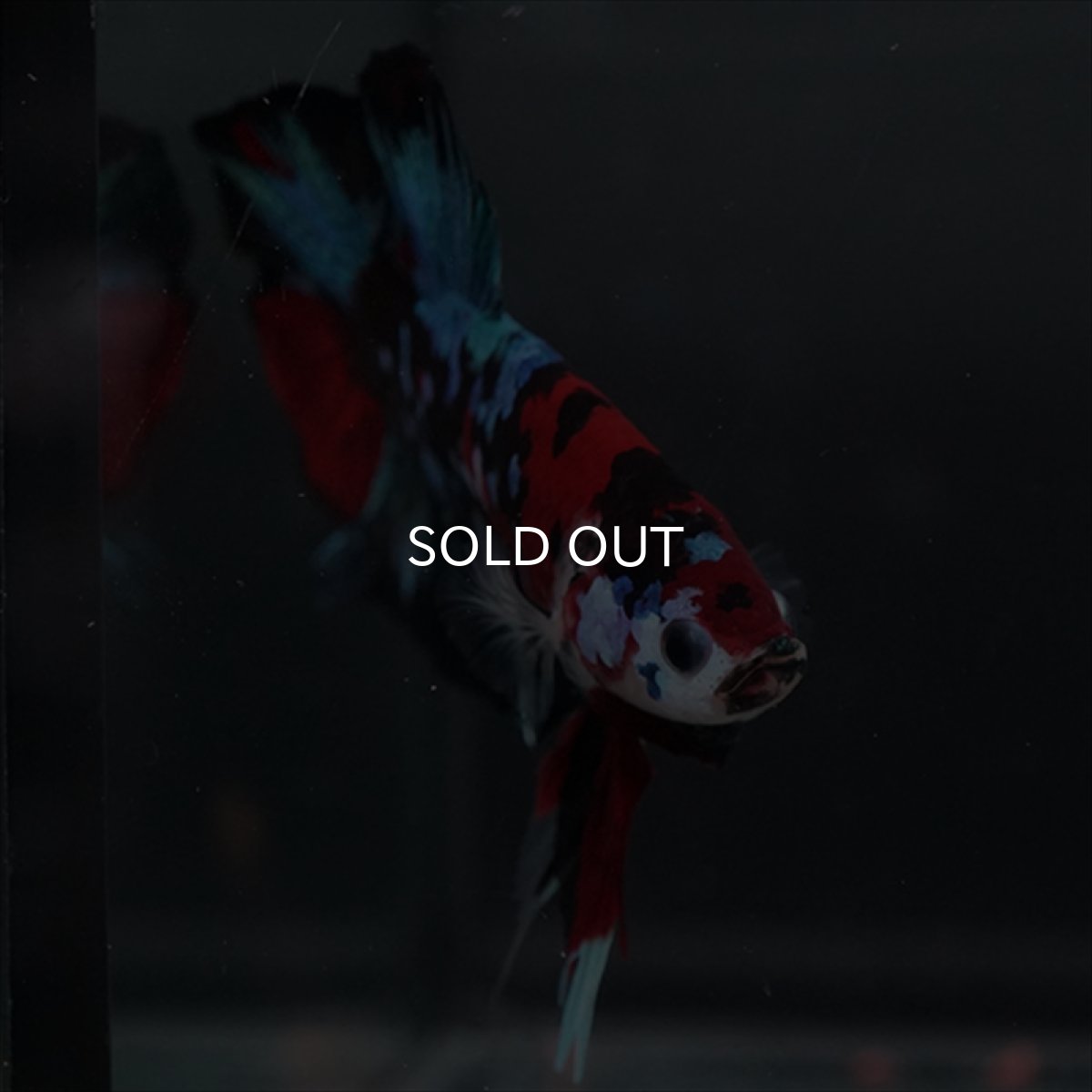 画像9: GHMPK 鯉ギャラクシー (9)