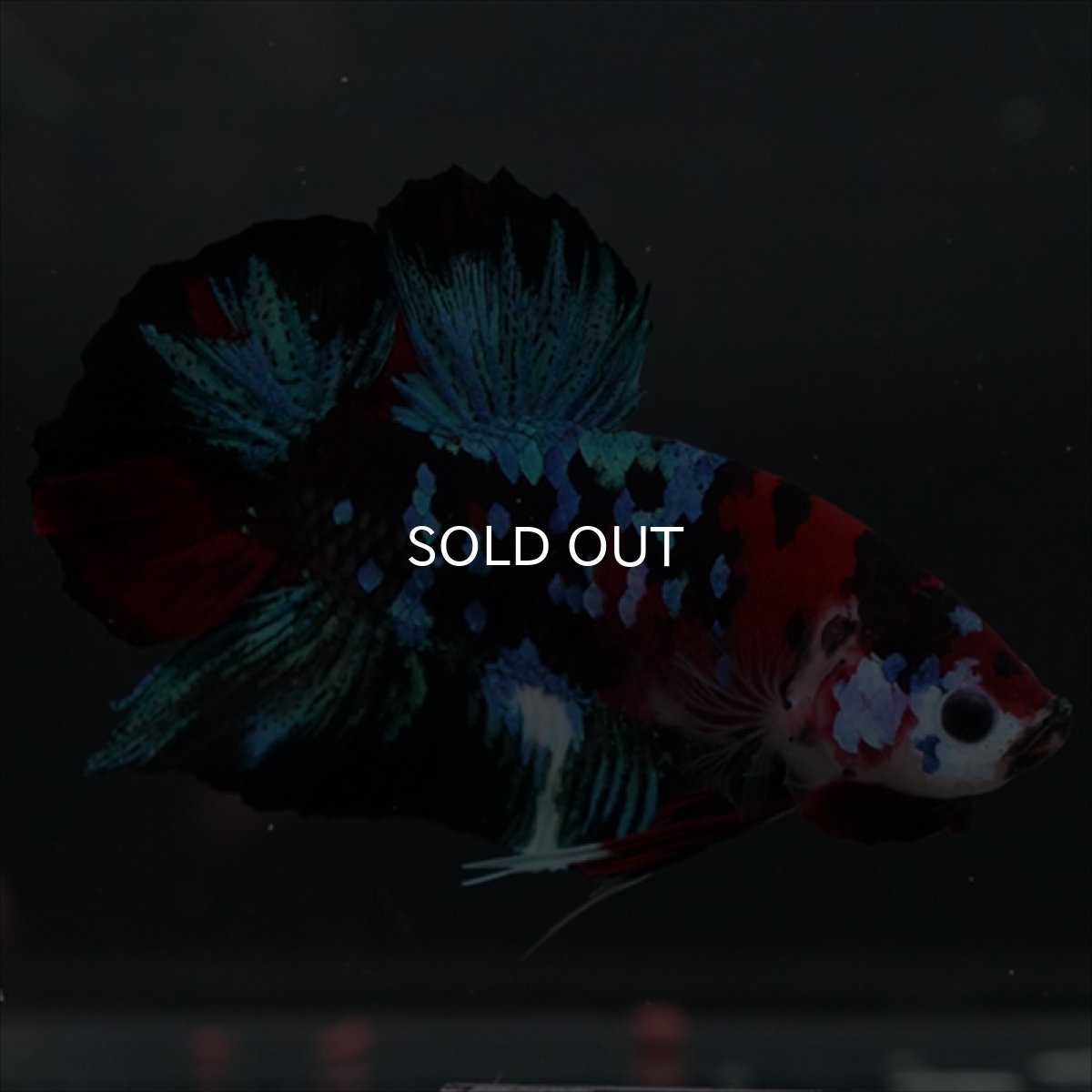 画像8: GHMPK 鯉ギャラクシー (8)