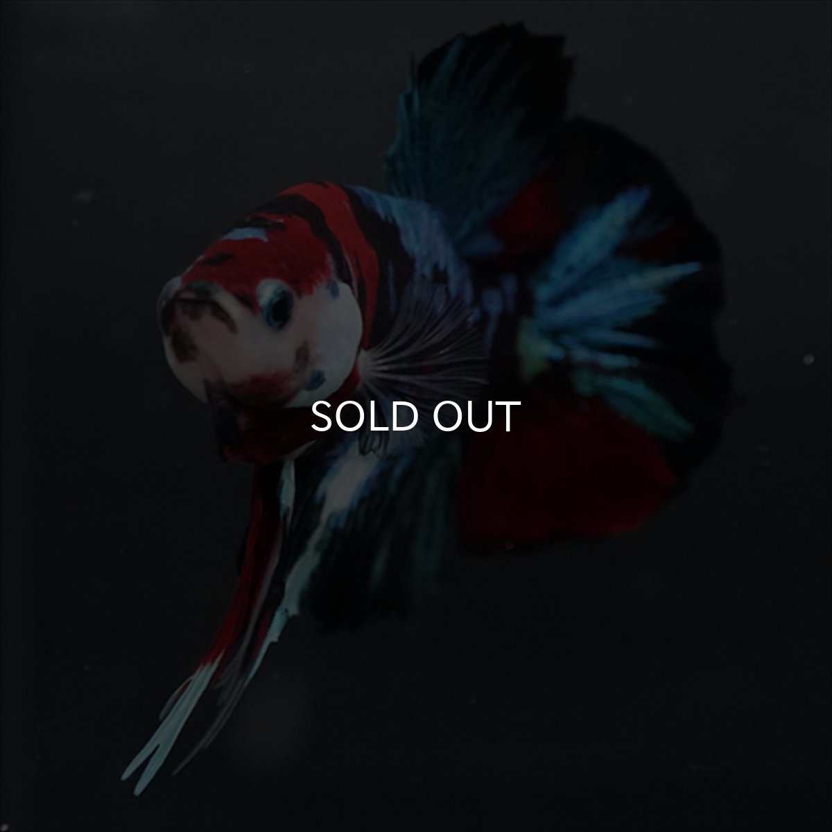 画像7: GHMPK 鯉ギャラクシー (7)