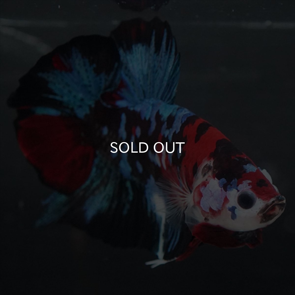 画像3: GHMPK 鯉ギャラクシー (3)