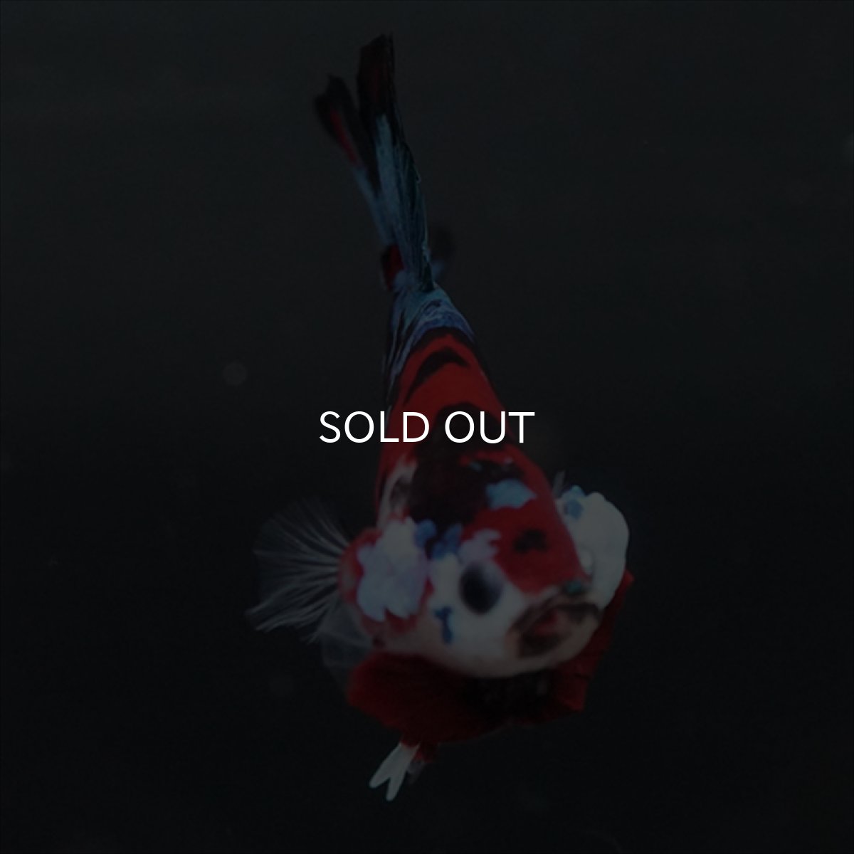 画像6: GHMPK 鯉ギャラクシー (6)