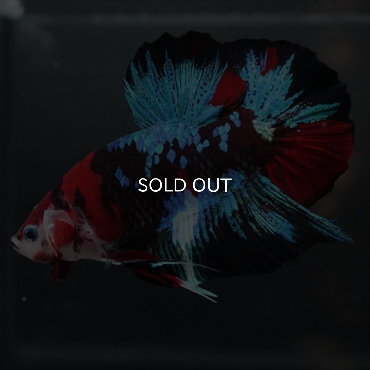 画像5: GHMPK 鯉ギャラクシー (5)