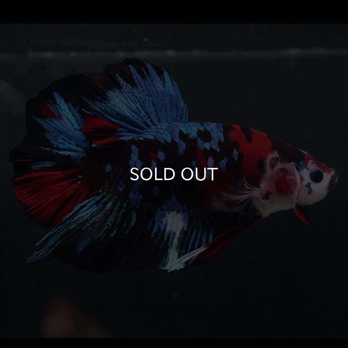 画像4: GHMPK 鯉ギャラクシー (4)