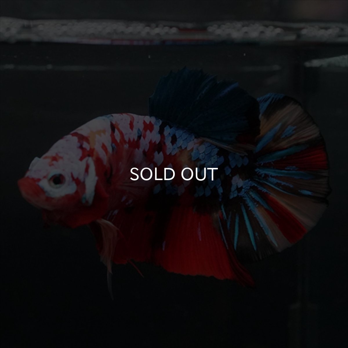 画像26: GHMPK　キャンディギャラクシー (26)