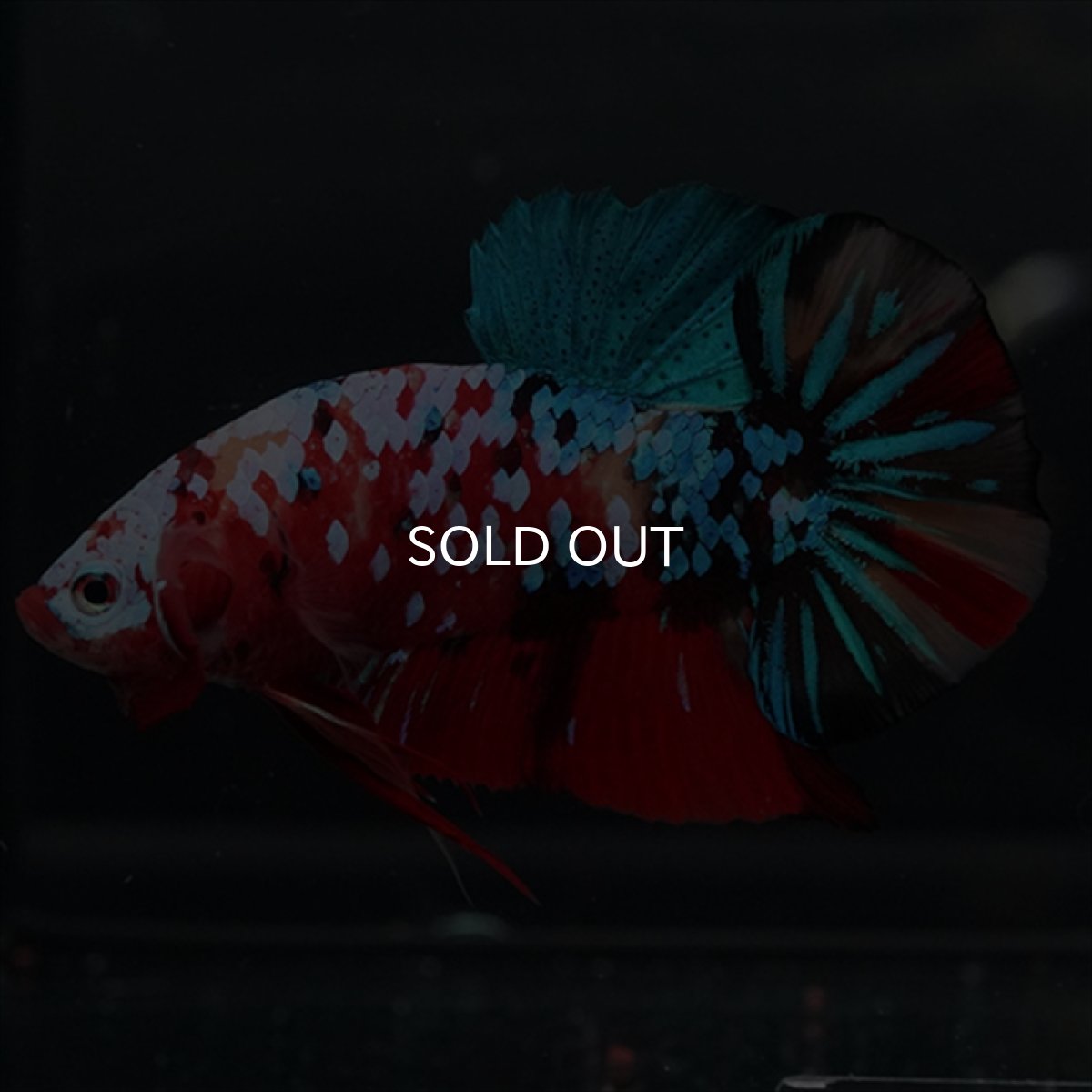 画像4: GHMPK　キャンディギャラクシー (4)